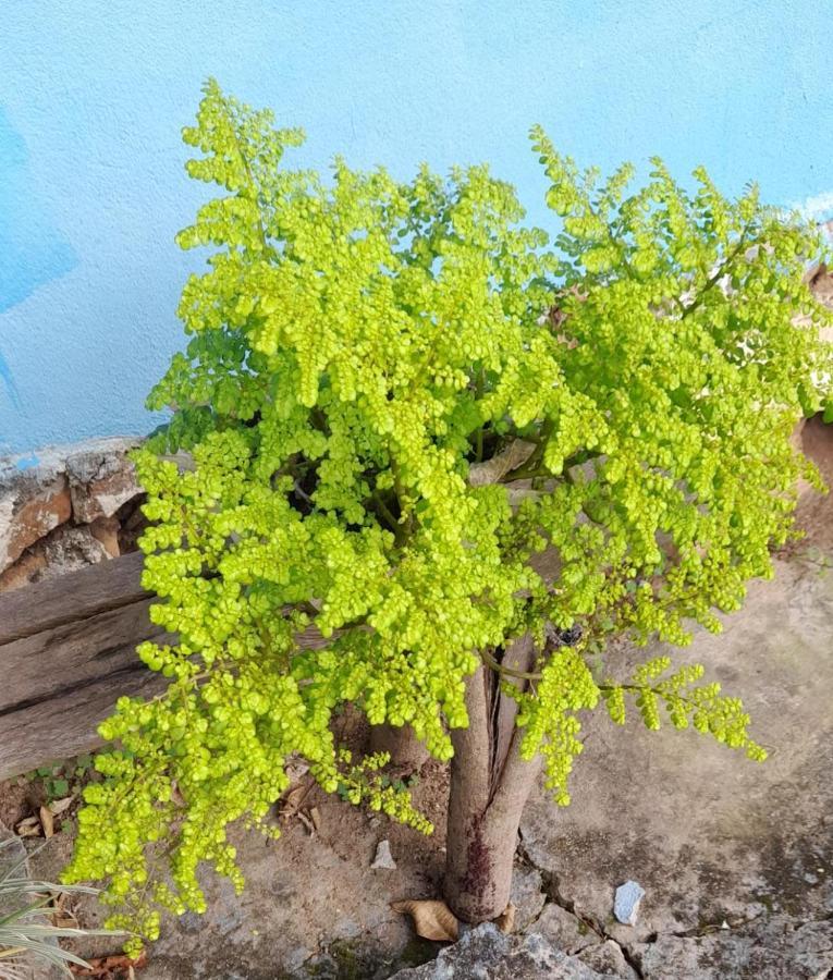 Sitio Sao Benedito Pirenópolis Eksteriør billede