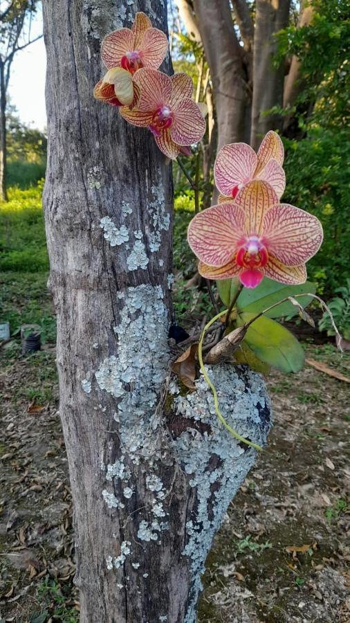 Sitio Sao Benedito Pirenópolis Eksteriør billede